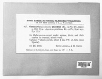 Cortinarius pholideus image